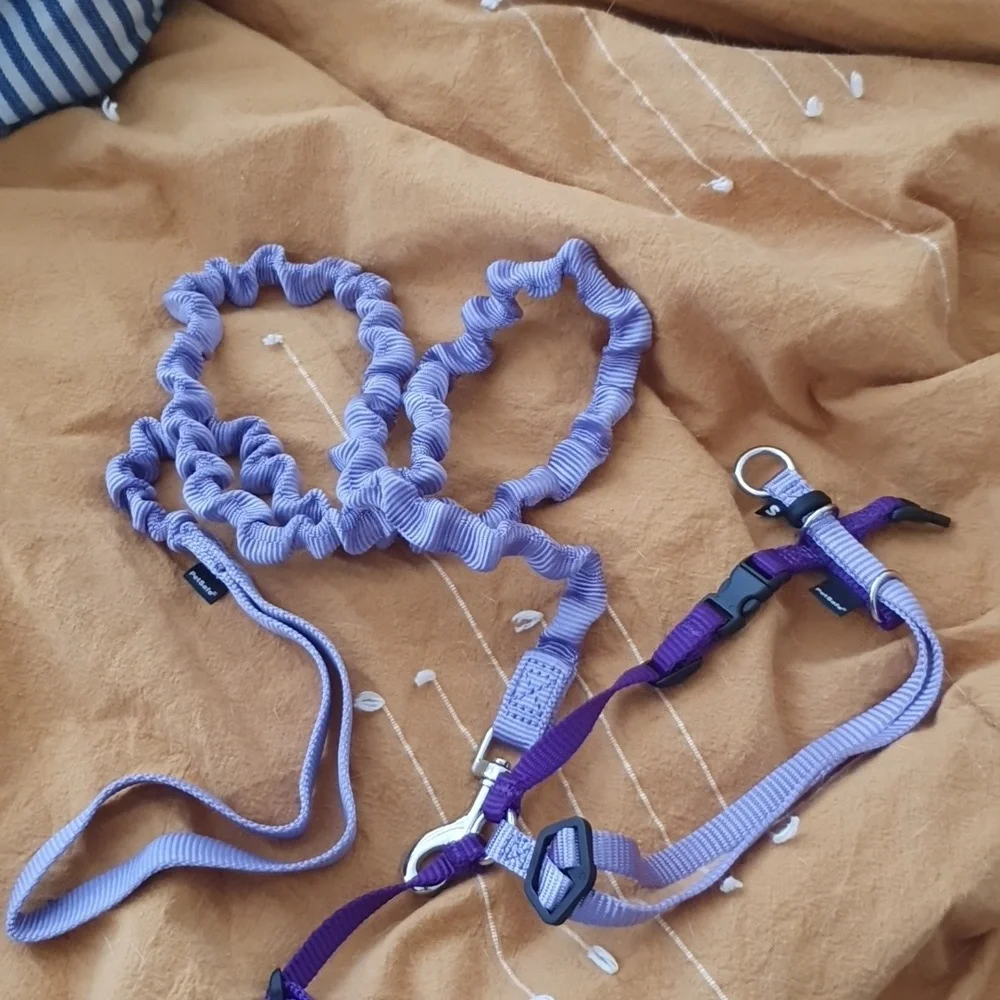 Kitty harness and bungee leash